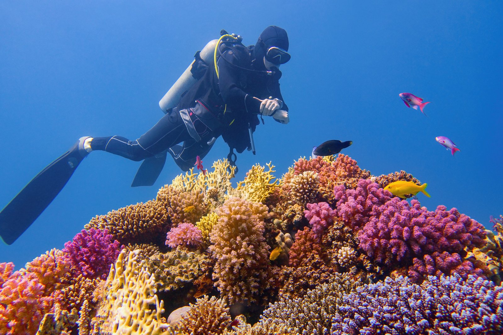 Healthier Coral Reefs, Healthier Warriors